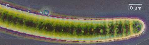 cyanobacterium Oscillatoria