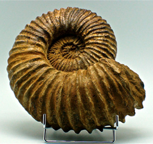 Pictures of fossils