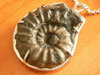 Fossil photos
