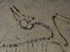 Fossil photos