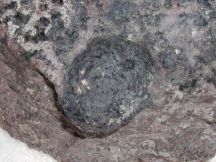 largest chlorastrolite