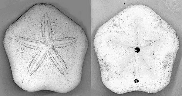 Echinoderms fossils