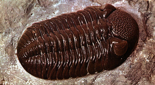 Trilobites of the Phacops sort of the Devonian