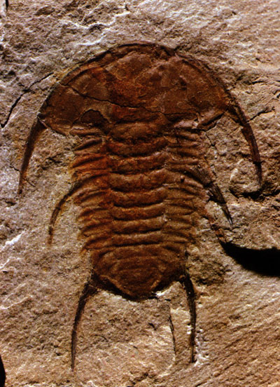 Albertella helena (Cambrian)