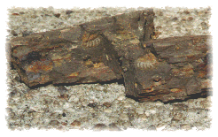 partial trilobite with a rare impression