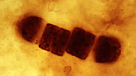 bacteria fossil