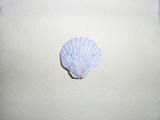 Peregrine shell fossil